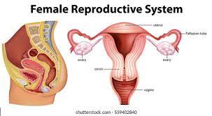 Female reproductive system.jpg